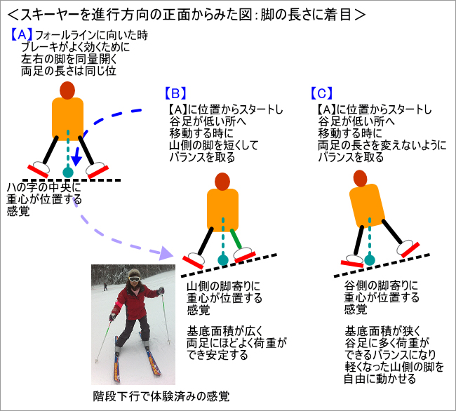 スキーヤーを進行方向の正面から見た図：脚の長さに着目