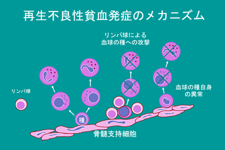 骨髄